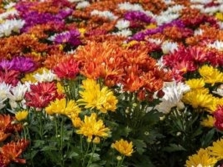 Venda de flores no Finados deve crescer 10%