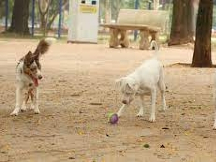 Mapa determina recolhimento de petiscos caninos da marca Balance