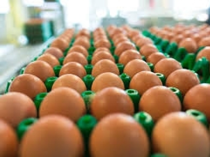Receita de exportações de ovos cresce 26,6% em outubro