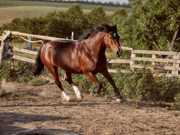 Suplementação e performance para cavalos: investir na saúde animal pode aumentar qualidade de vida e performance equina