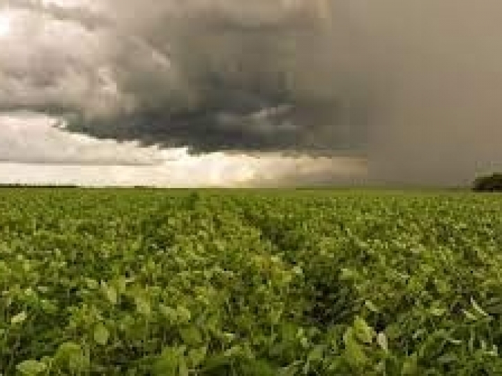  Baixas temperaturas e excesso de chuvas: saiba o que de fato pode afetar sua lavoura  