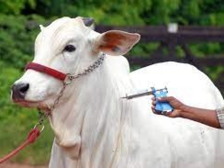 Vacinação contra a febre aftosa é prorrogada até 17 de dezembro