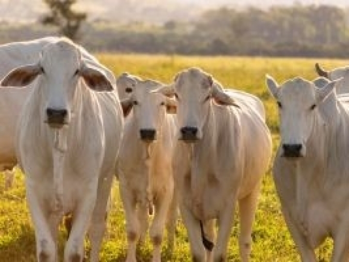 É hora de vacinar o rebanho brasileiro