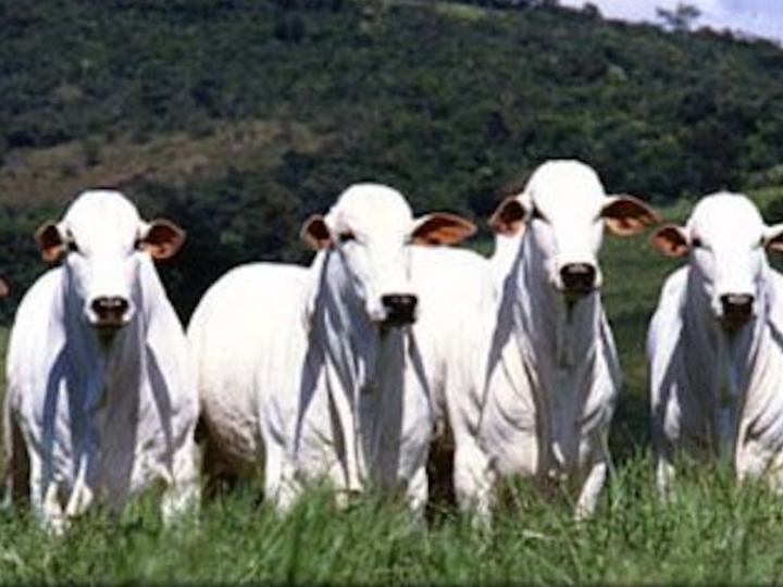 B3 lança índice que acompanha desempenho dos contratos futuros de boi gordo