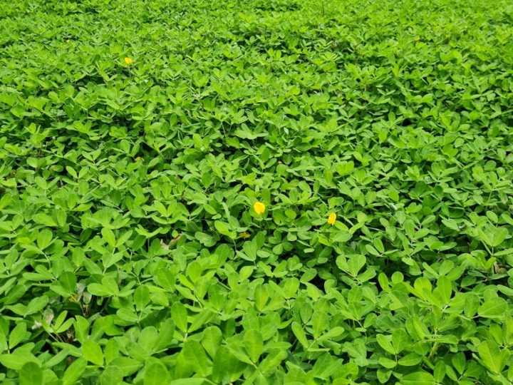 Nova cultivar de amendoim forrageiro apresenta alto teor de proteína