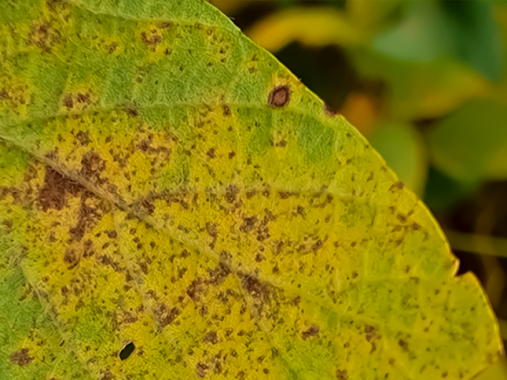 Sojicultores investem no controle biológico de doenças foliares