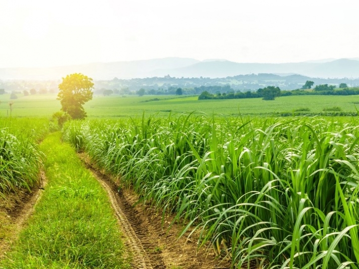 Ihara lança herbicida de alta seletividade para a cana-de-açúcar