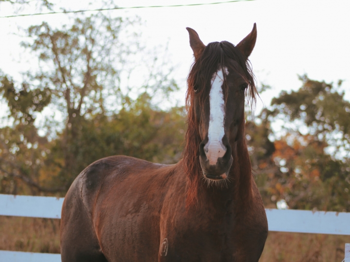 Seguro de equinos mitiga riscos de cólicas em cavalos