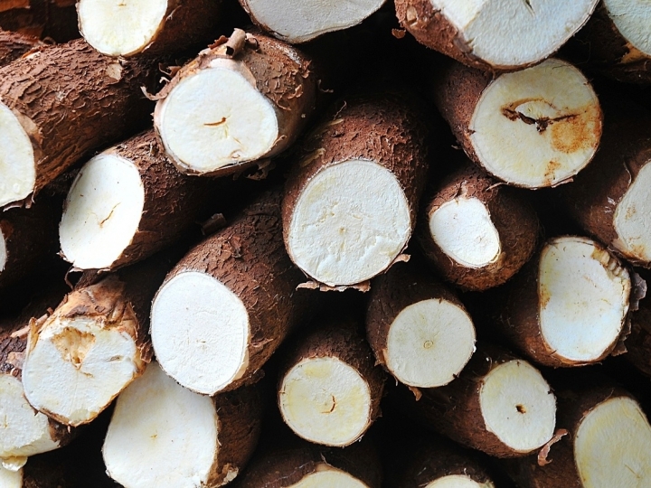 Preços da mandioca devem permanecer em alta