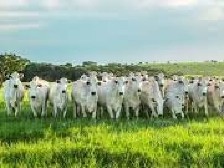 Estação de monta: como maximizar resultados?