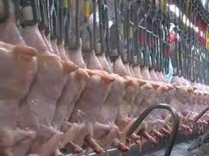 Exportações de carne de frango mantém alta em novembro