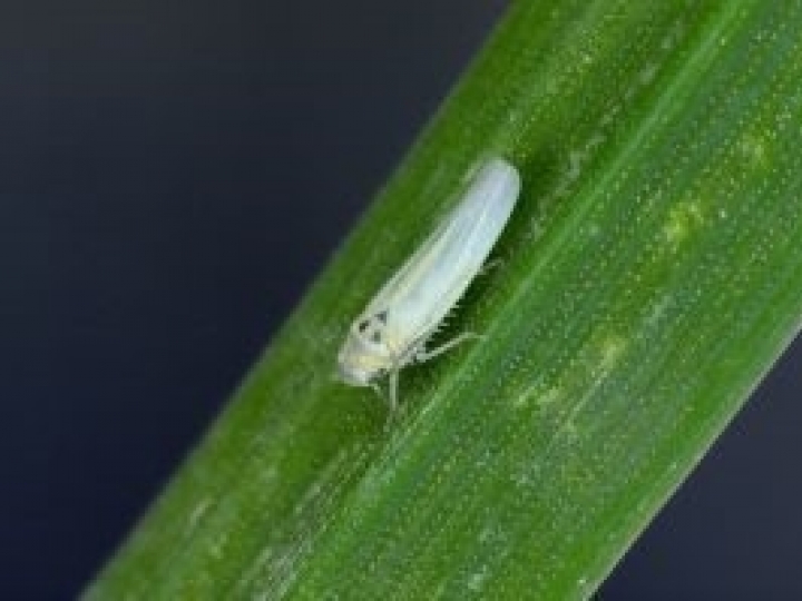 Biológicos mudam o perfil de controle da cigarrinha do milho