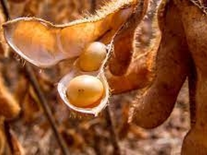 Ipea, Conab e Cepea apontam desaceleração nos preços dos principais produtos agropecuários brasileiros 