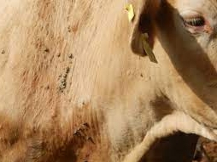 Controle de carrapatos na produção de bovinos minimiza prejuízo de até U＄ 3,2 bilhões aos criadores