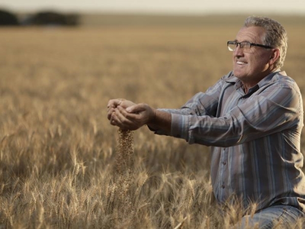 O produtor Odacir Bortoncello comemora os resultados com trigo de sequeiro em GO. Foto: Divulgação