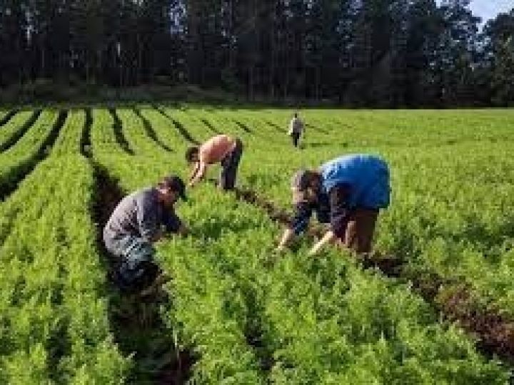 Mapa atualiza condições para inscrição no Cadastro Nacional da Agricultura Familiar