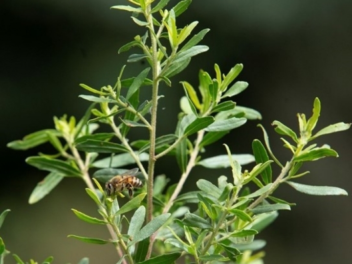 ABEMEL lidera projeto inédito para criar primeiro padrão de qualidade da própolis no mundo 