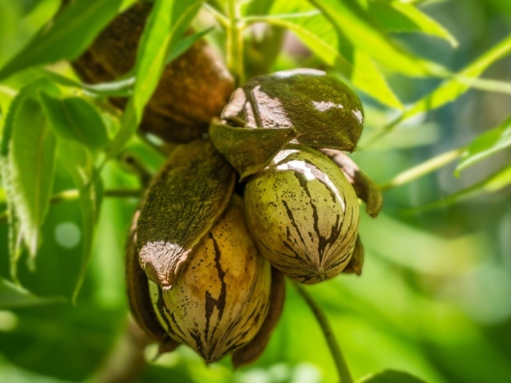 Exportações de noz-pecã crescem 600%