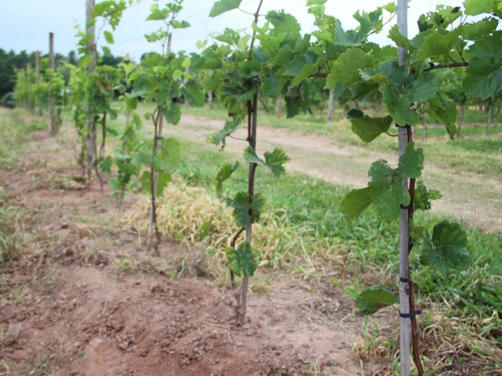 IAC e Prefeitura de Louveira iniciam projeto que busca adaptar novas cultivares de uvas finas e híbridas italianas para a região