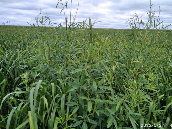 Produtividade da soja cresce até 20% em consórcio de capim com crotalária