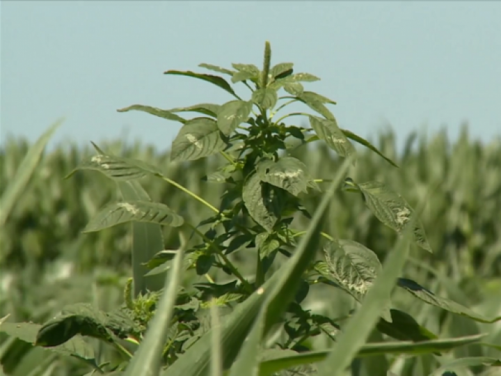 Foco de caruru palmeri é detectado no Mato Grosso do Sul