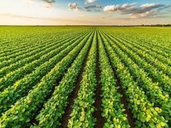 Safra de grãos 2022/2023 em Minas Gerais caminha para novo recorde