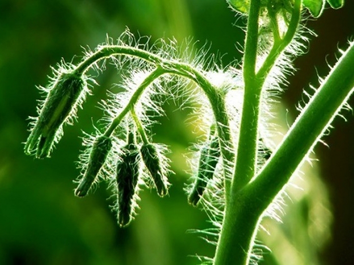 Porta-enxerto de tomate protege planta de doenças do solo e aumenta produtividade da lavoura