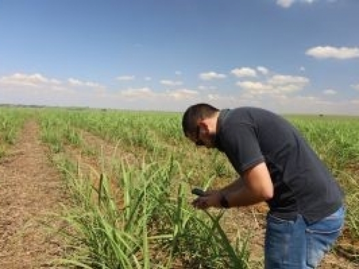 Gestão do manejo é peça chave no controle da matocompetição no canavial