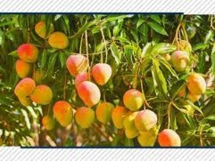 Manga tem o maior bônus de desconto do PGPAF pela segunda vez consecutiva