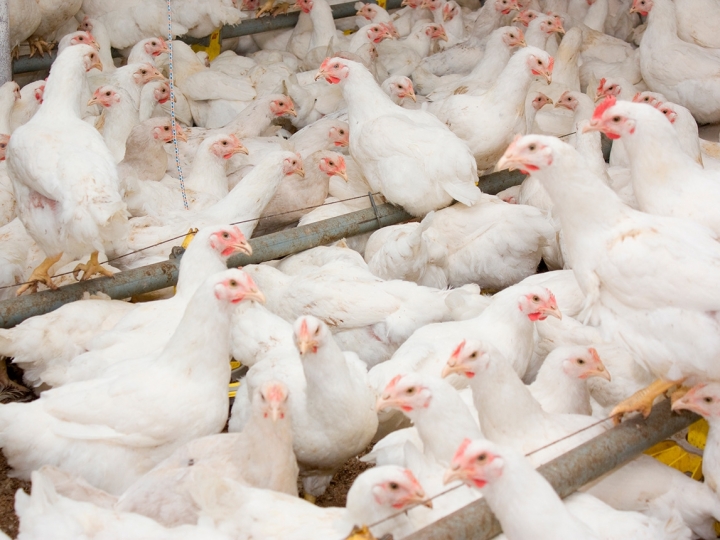 Como a avicultura brasileira pode evitar a Influenza Aviária