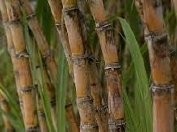 China aprova duas variedades transgênicas de cana do CTC