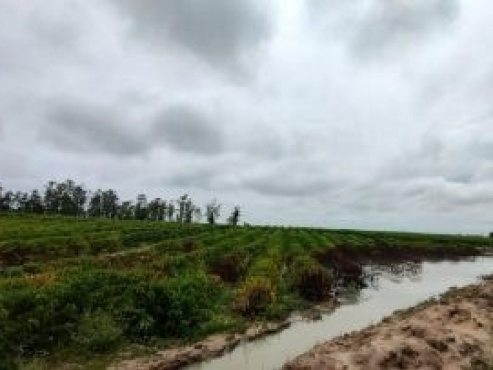 Excesso de chuva pode impactar as principais regiões produtoras