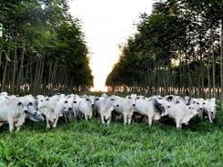 ILPF é a grande aliada para a produção sustentável