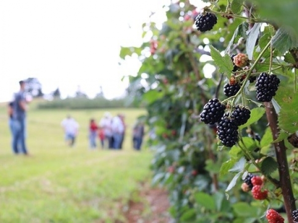 Amora-preta BRS Ticuna é destinada ao processamento e à fabricação de geleias, doces e sucos. Foto: Francisco Lima