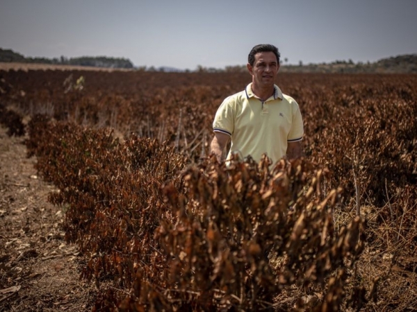 Ademar Pereira, presidente da Câmara Setorial do Café e do Sindicato Rural  de Caconde, caminha por lavoura de café na geada de 2021.  Foto: Divulgação