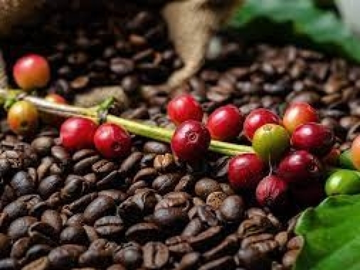 Faturamento das lavouras dos Cafés do Brasil alcança R$ 56 bilhões em 2022