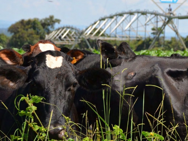 Área irrigada cresce em 2022 e entre os destaque está a pecuária de pastagem