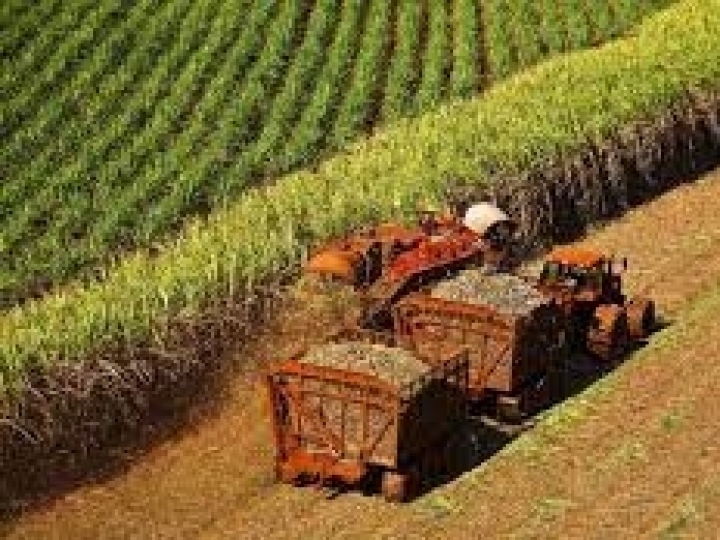 Conab aponta aumento de 4,4% na produção de cana-de-açúcar na safra 2022/23, estimada em 598,3 milhões de toneladas 