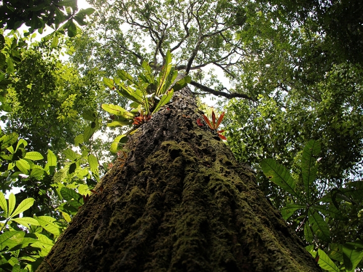 Crise climática diminui a produção de frutos de castanha-do-pará