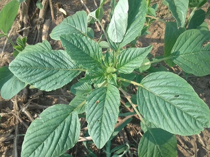 Controle químico e cultural são melhores estratégias para combater Amaranthus palmeri