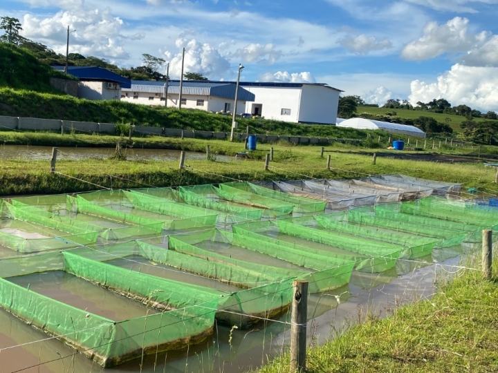 Instituto de Pesca contribui para o fortalecimento   da tilapicultura paulista 