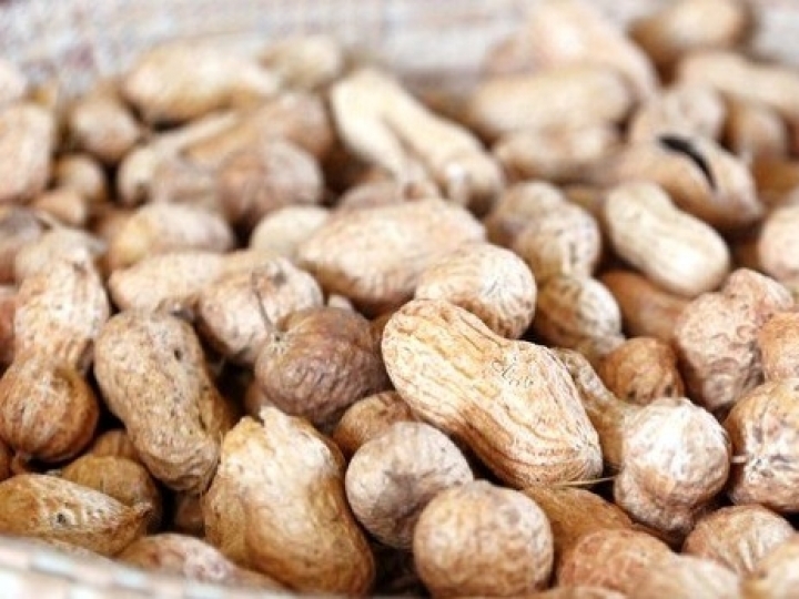 Pesquisas do IAC e da APTA auxiliam na redução de prejuízos causados por pragas no amendoim 