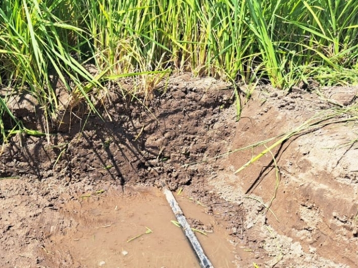 Irrigação por gotejamento em arrozais permite rotação de culturas e aumenta a lucratividade