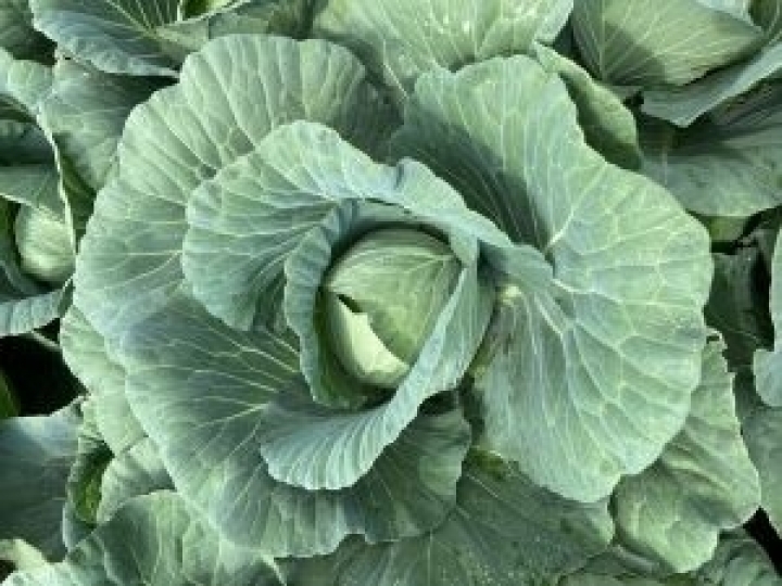 Doenças do repolho afetam qualidade dos produtos e resultados dos agricultores