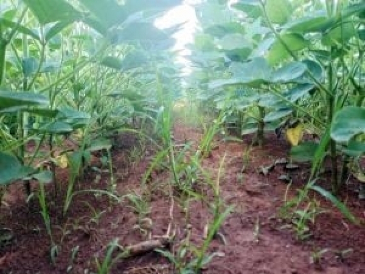 Importância do posicionamento de herbicidas pré-emergentes no manejo de plantas daninhas resistentes na soja