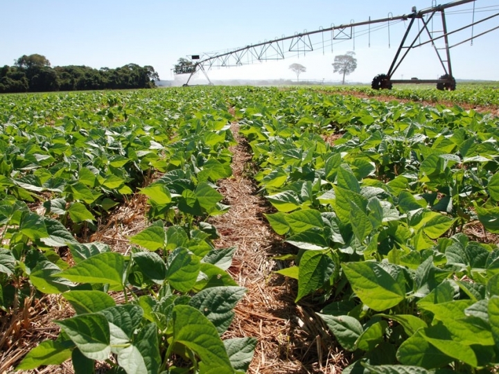 Mudanças climáticas comprometem futuro da produção de feijão no Brasil