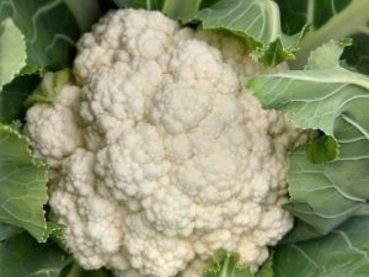 Resistência ao Xanthomonas é fundamental para o sucesso do cultivo de couve-flor no Brasil