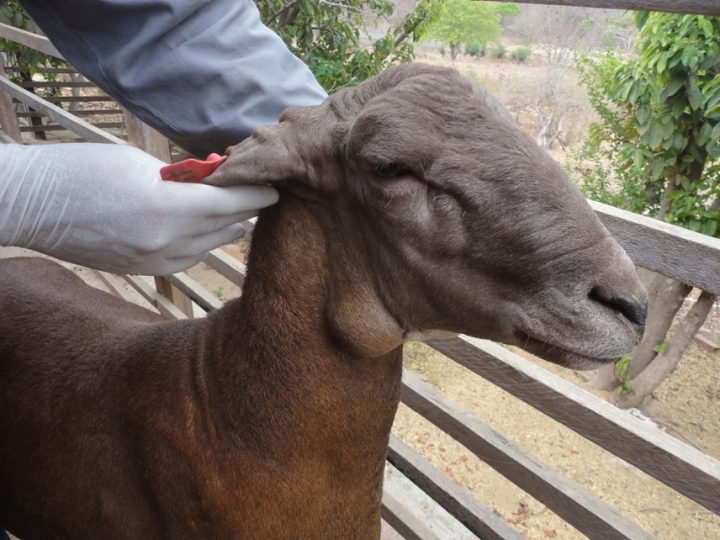 Ciência adota nanotecnologia contra mal-do-caroço, uma das principais doenças de caprinos e ovinos