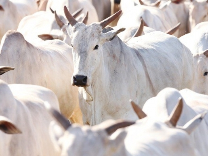 Mapa adota providências sobre caso de EEB no Brasil