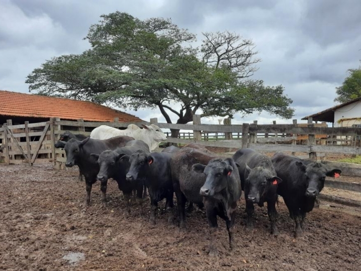 Estudos demonstram ausência de transmissão viral da febre aftosa no Estado de São Paulo 